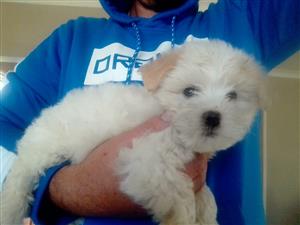 Beautiful pure bred Maltese poodle puppy for sale nine weeks old