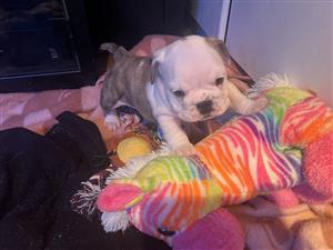 English bulldog puppies 