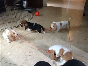 Home Raised Basset Hound Puppies For sale .