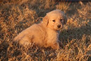 Beautiful Golden Retriever puppies available