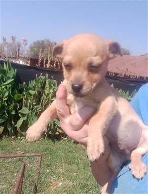 Miniature pinscher puppies (bokkie hondjies)