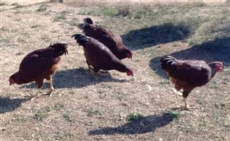 4 x Rhode Red Island Roosters for sale