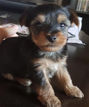 Traditional Yorkshire terriers looking for forever homes 