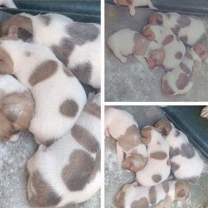 Purebred Short legged  Jack Russell pups for sale