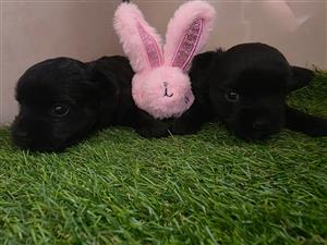2 BLACK FEMALE YORKIE PUPPIES 