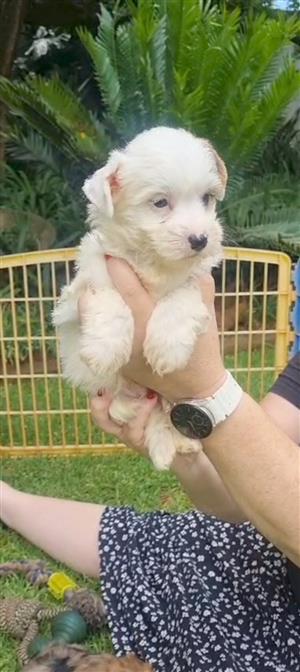 Adorable biewer yorkshire terrier boy available 