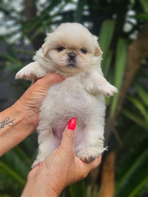 Pekingese puppies