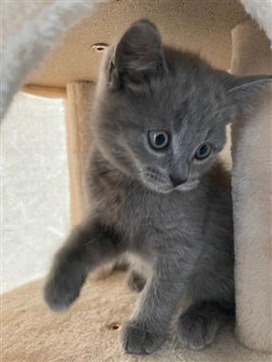 9 Week Old Russian Blue Female Kitten for Sale