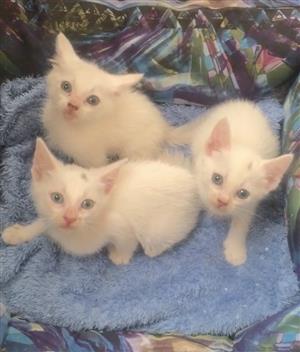 Kittens khao manee 