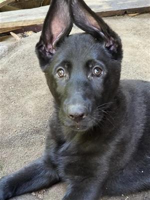 GERMAN SHEPHERD PUPPIES 