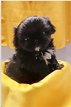 Pekingese Puppy 