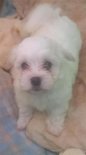 Maltese Pups for sale
