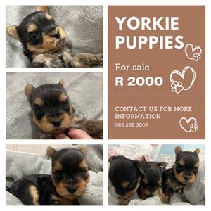 Yorkie puppies 6 weeks 