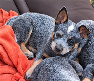 Australian Cattle Dog Male