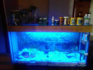 10mm thick glass fish tank