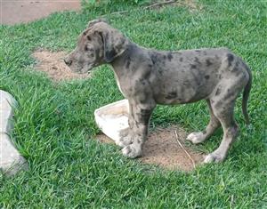 2x Great Dane puppies 