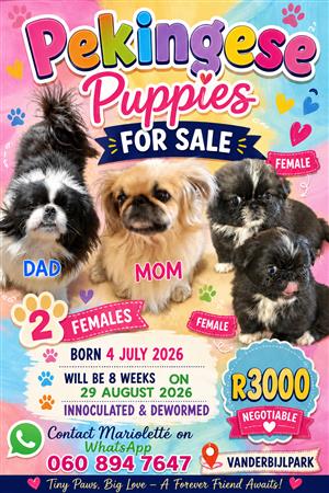 Pekingese puppies for sale 