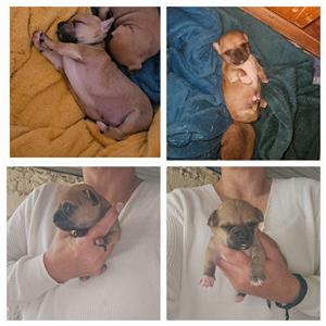CHIHUAHUA PUPPIES TE KOOP