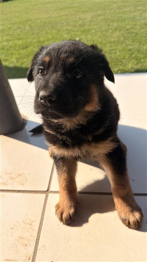 German Sherpherd puppies for sale 