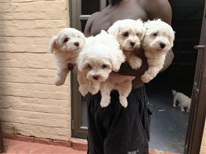 Miniature Maltese puppies for sale 