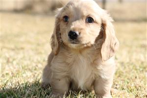 Minuature longhaired dachshund cream pup.