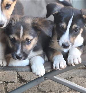 German shephard puppies for sale