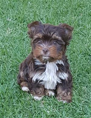 biro yorkie puppies for sale