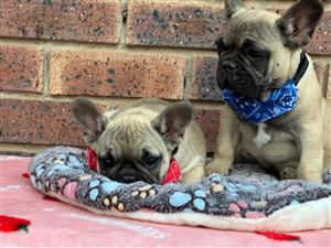 Beautiful French bulldog puppies available