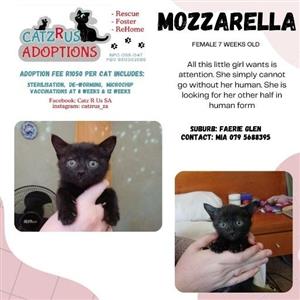 Vet checked kittens to adopt from CatzRus, Pretoria 