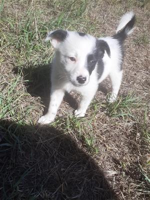 Puppies for sale! Border Collies