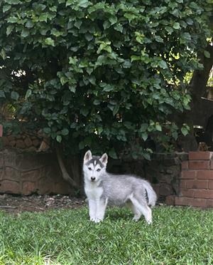 Purebred Siberian Husky puppy