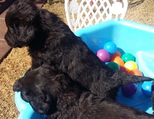 Labrador puppies for sale:  Very cute 