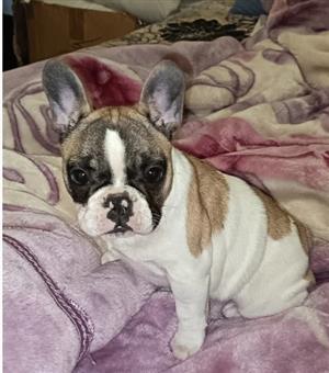 Stunning French bulldog puppies available