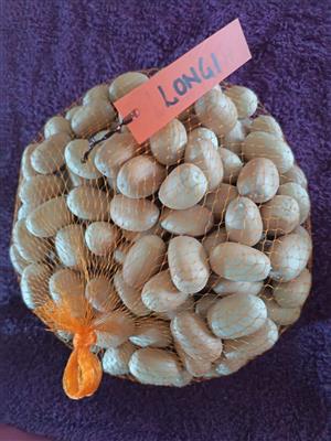 Cycad seeds polinated and float tested for sale in Pretoria 