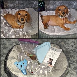 Dachshund puppie