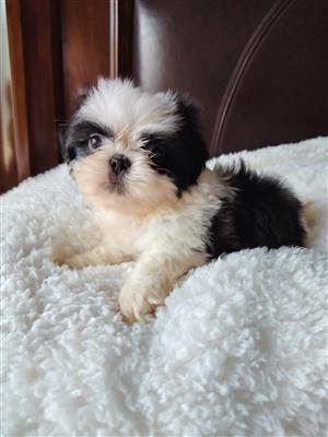 Adorable Shih Tzu boy available 