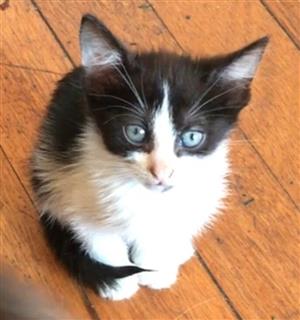 Kittens