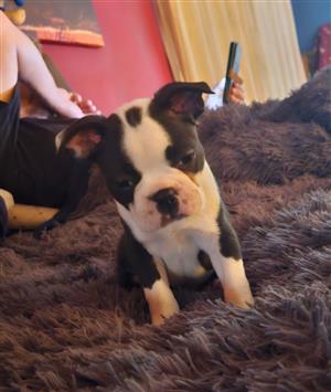 Boston terrier puppies