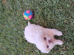 Top Pekingese puppies