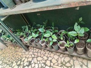 Loquat tree big and small