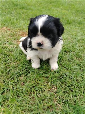 Shih Tzu puppies