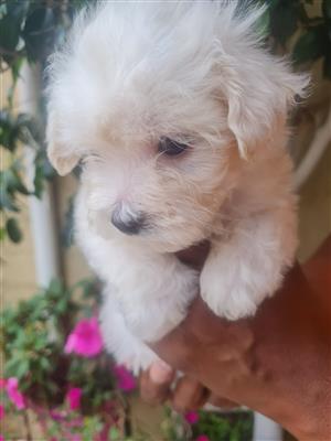 Gorgeous maltese available 