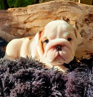 Gorgeous English bulldog puppies available