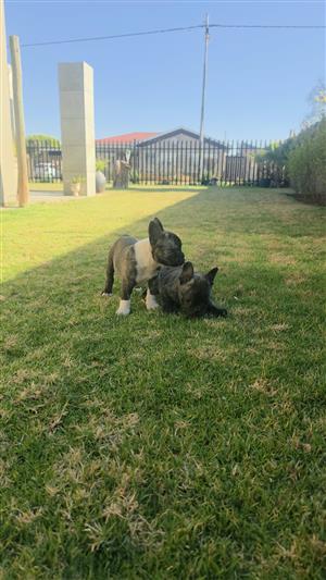 Stunning French bulldog puppies available