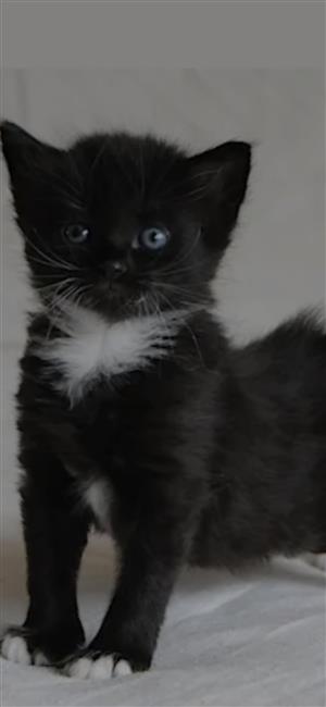 Kitten