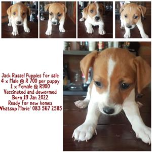 Jack Russel Puppies for sale