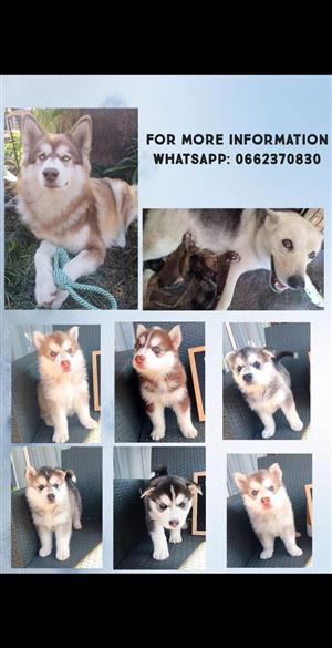 Husky puppies available