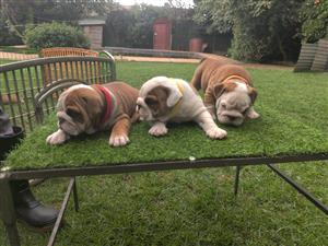 Gorgeous English bulldog puppies available