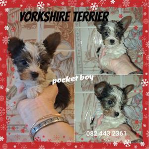 Yorksihire female and male pup