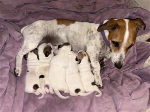 Short leg Jack Russel puppies